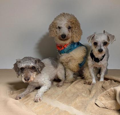 Ichabod, Adoptable, Adult Male Poodle.