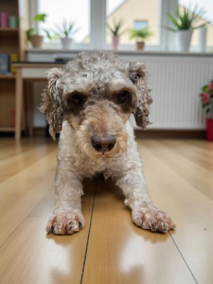 Enlarge Ichabod, a Adoptable Poodle in Malvern, PA image 2/2