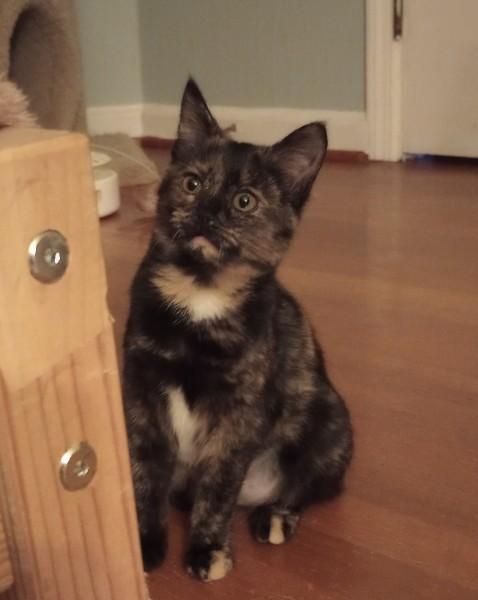 Bailey, an adoptable Domestic Short Hair in Duluth, GA image 1/4