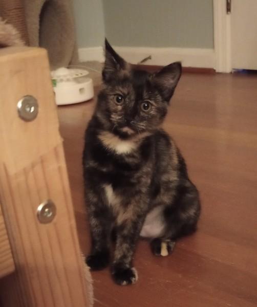 Bailey, an adoptable Domestic Short Hair in Duluth, GA image 2/4