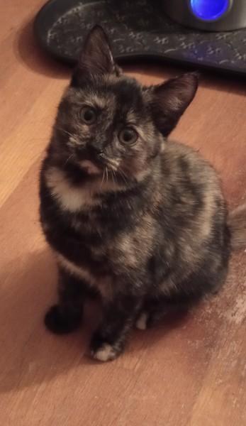 Bailey, an adoptable Domestic Short Hair in Duluth, GA image 3/4