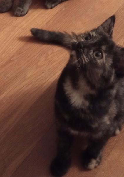 Bailey, an adoptable Domestic Short Hair in Duluth, GA image 4/4