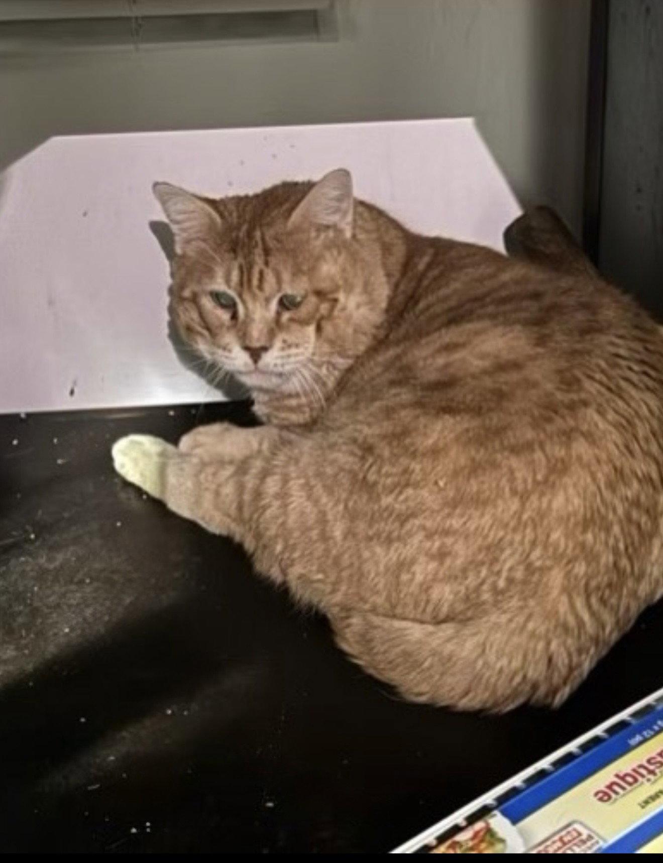 Einstein, Adoptable, Adult Male Domestic Short Hair.