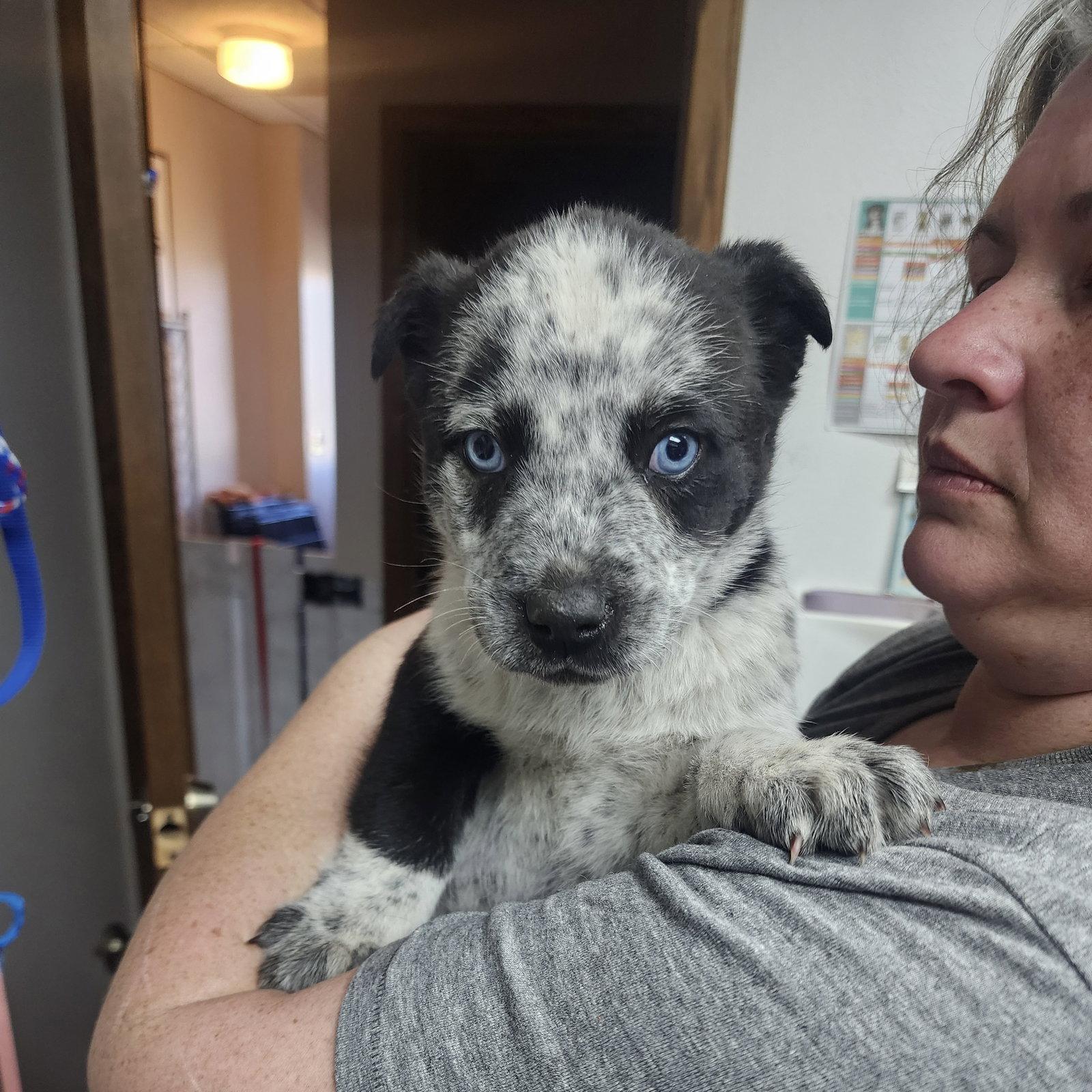 Tilt-a-Whirl, a Adoptable Cattle Dog in Fargo, ND image 1/2