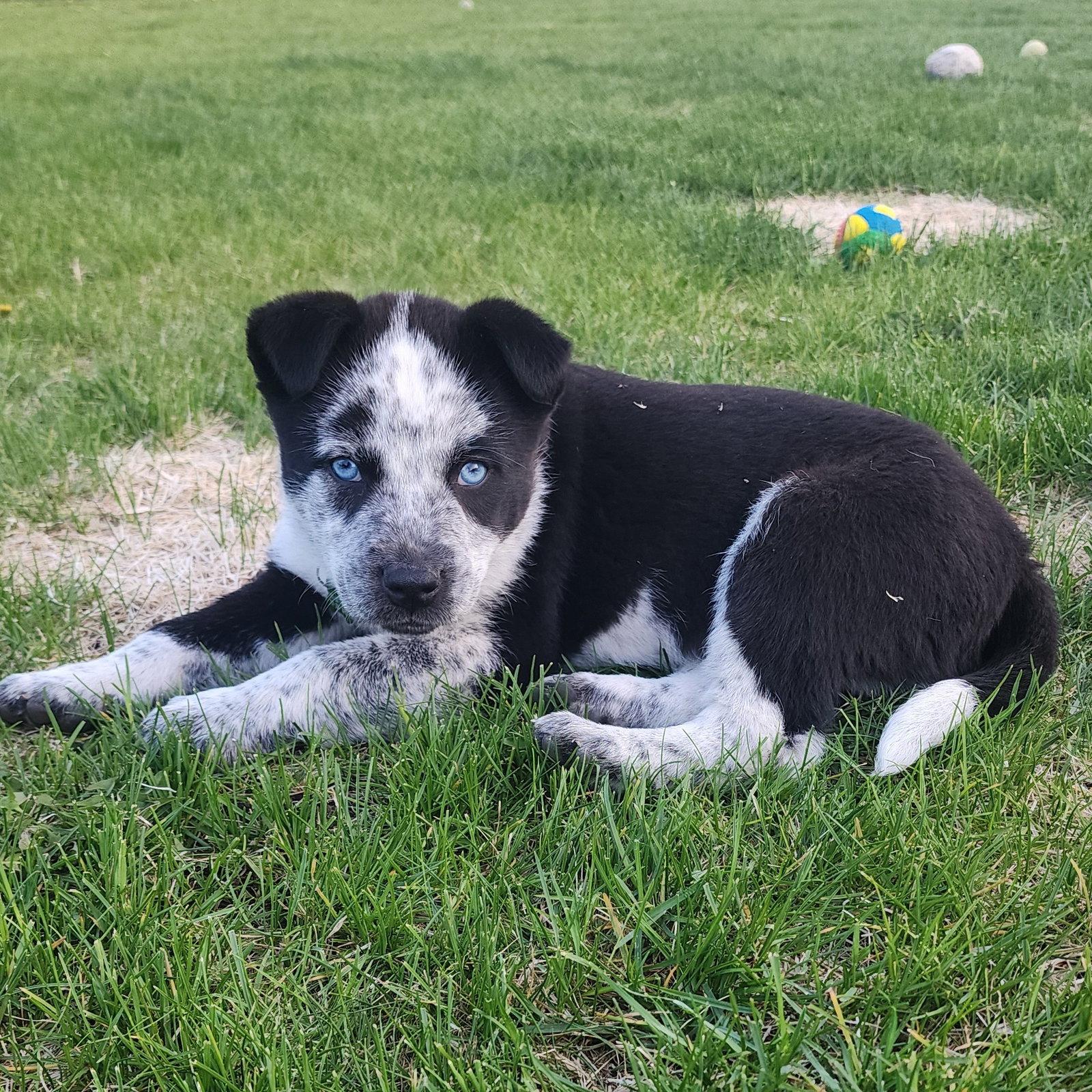 Tilt-a-Whirl, a Adoptable Cattle Dog in Fargo, ND image 2/2
