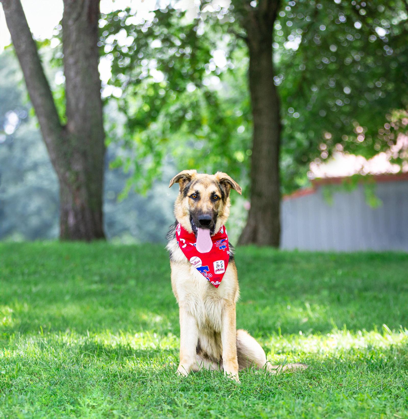 Bear, Adoptable, Young Male German Shepherd Dog.