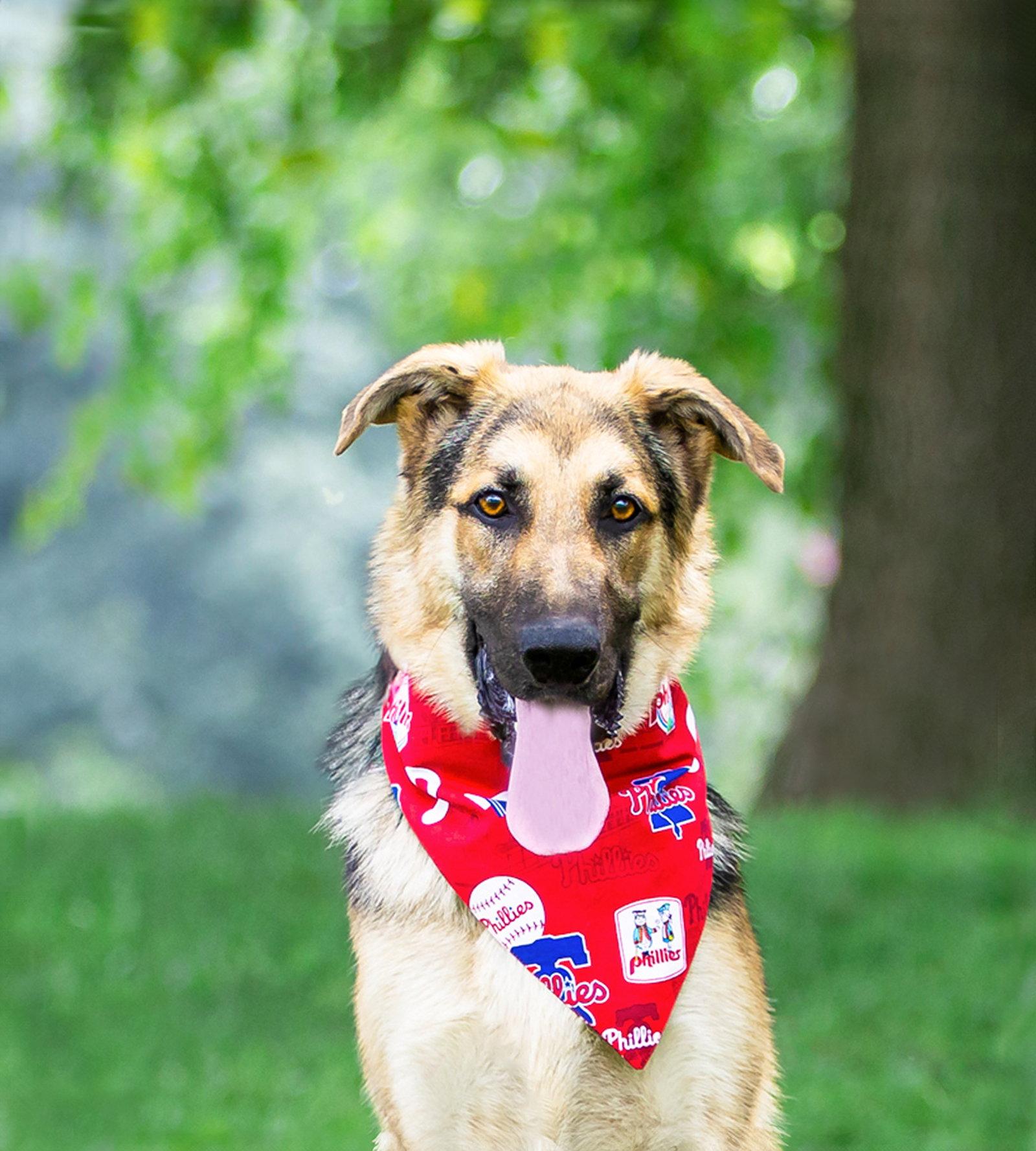 Enlarge Bear, a Adoptable German Shepherd Dog in Coatesville, PA image 2/2