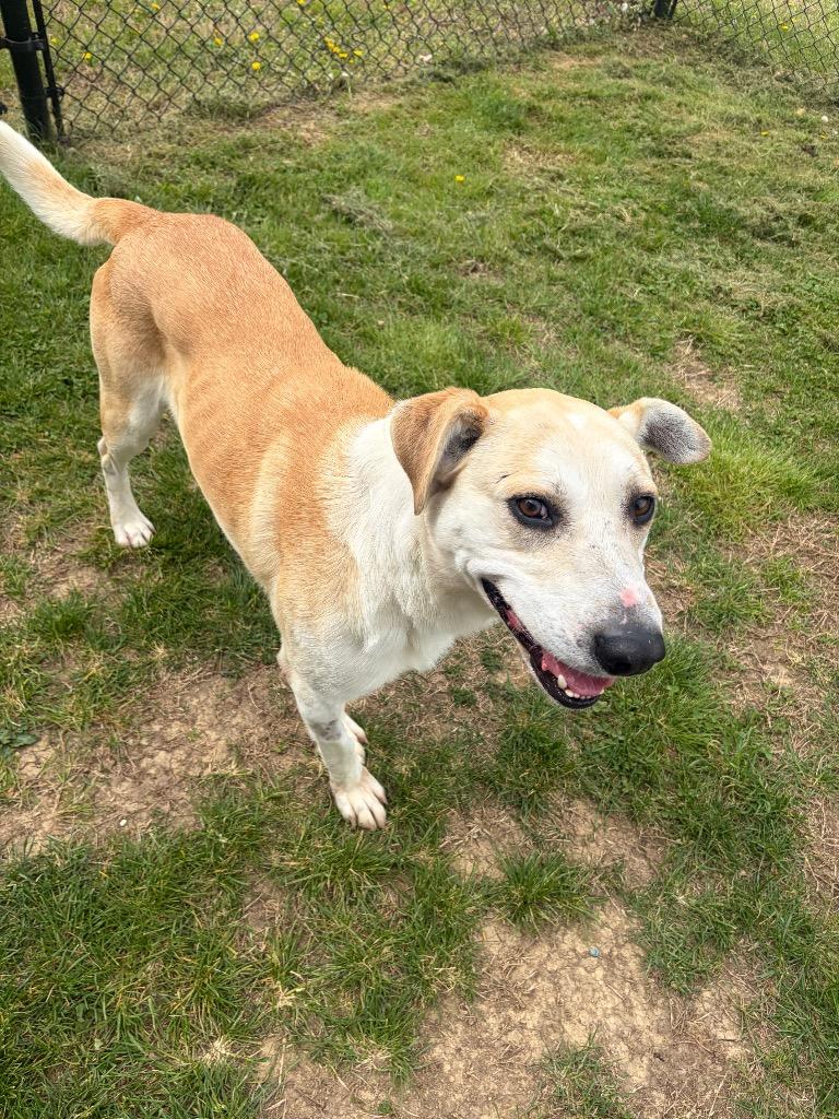 Enlarge Brody, a Adoptable mixed breed in Gallatin, TN image 1/3