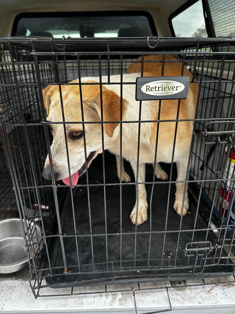 Enlarge Brody, a Adoptable mixed breed in Gallatin, TN image 3/3