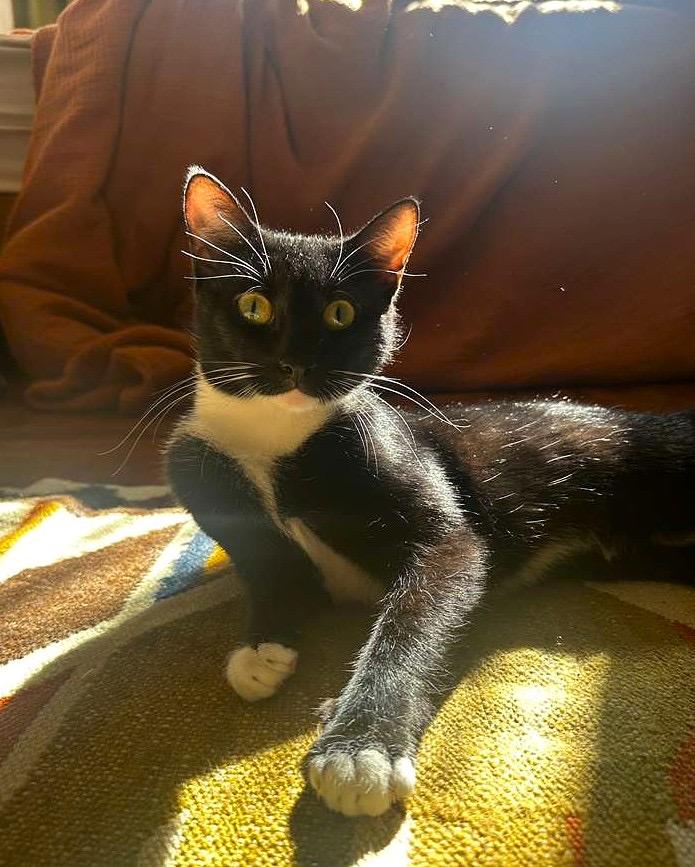 Nina, ADOPTABLE, Young Female Domestic Short Hair.