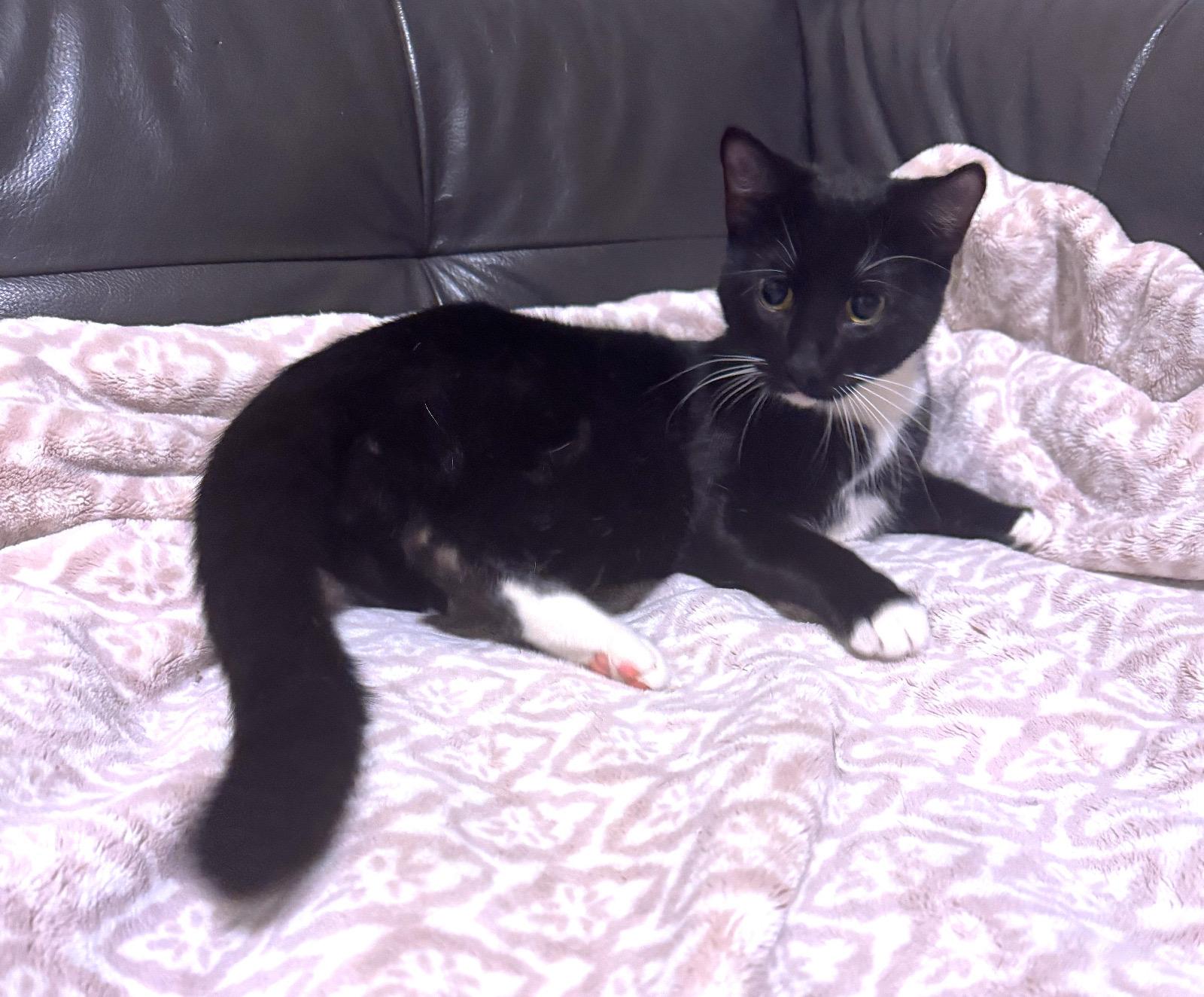 Nina, a ADOPTABLE Domestic Short Hair in Brooklyn, NY image 5/6