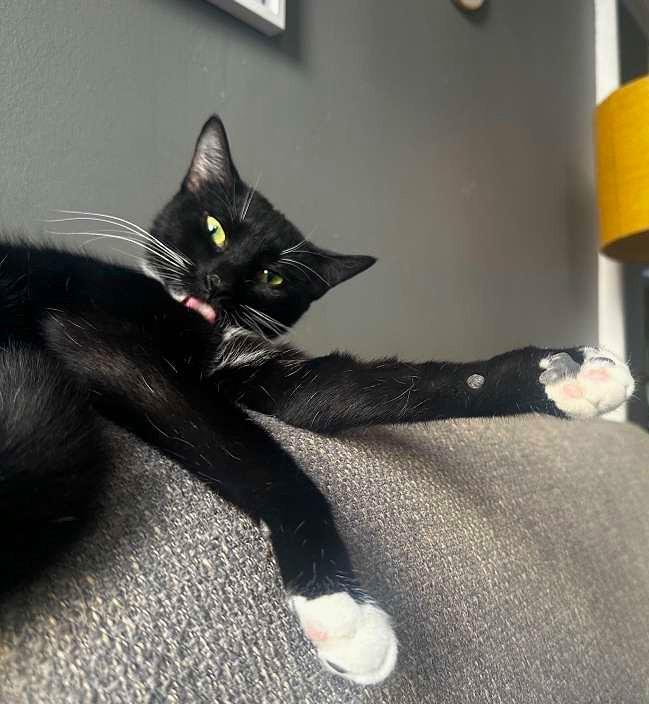 Nina, a ADOPTABLE Domestic Short Hair in Brooklyn, NY image 3/6