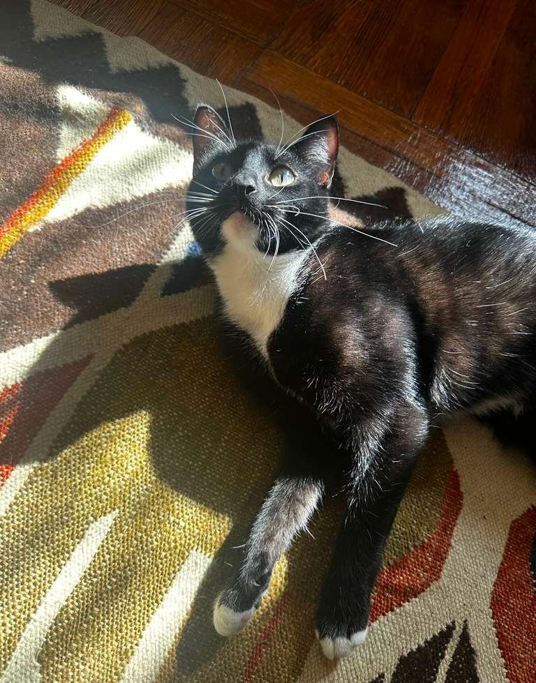 Nina, a ADOPTABLE Domestic Short Hair in Brooklyn, NY image 2/6