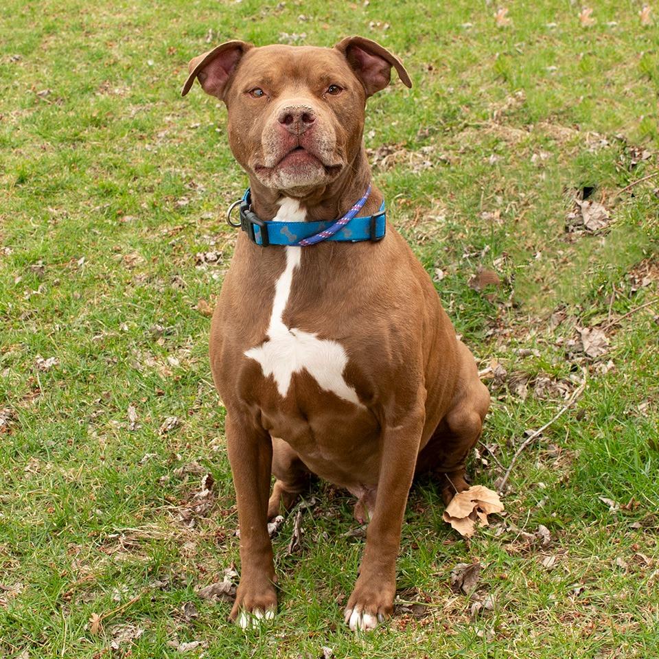Butterbean, Adoptable, Adult Male Pit Bull Terrier.