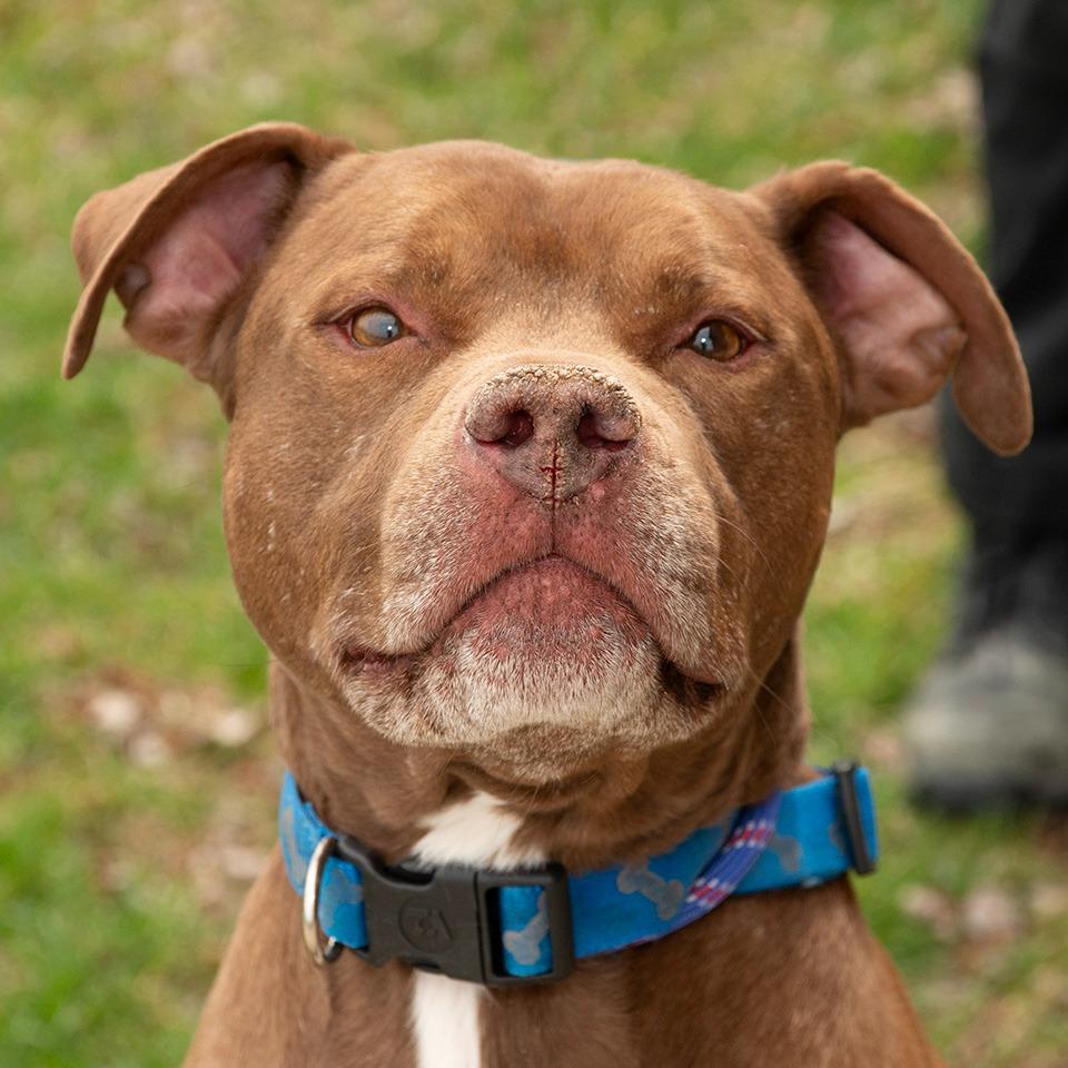 Enlarge Butterbean, a Adoptable mixed breed in Troy, OH image 2/3