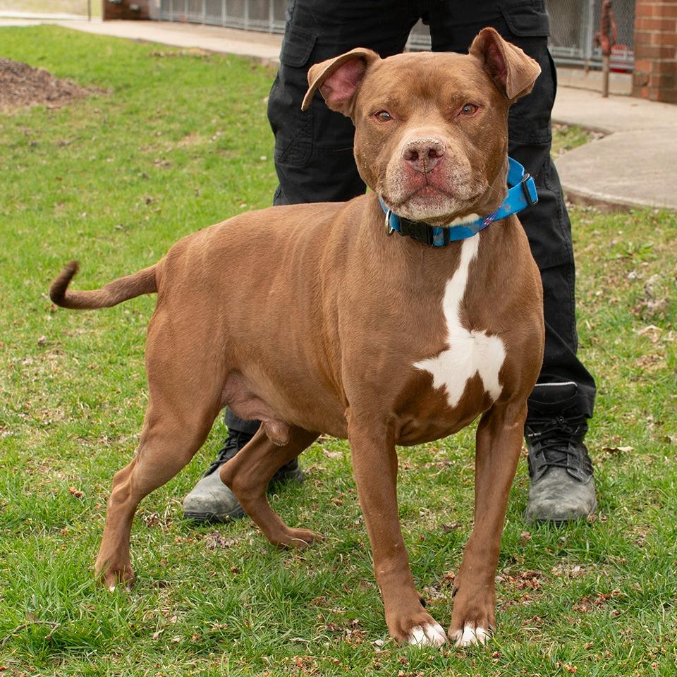 Enlarge Butterbean, a Adoptable mixed breed in Troy, OH image 3/3