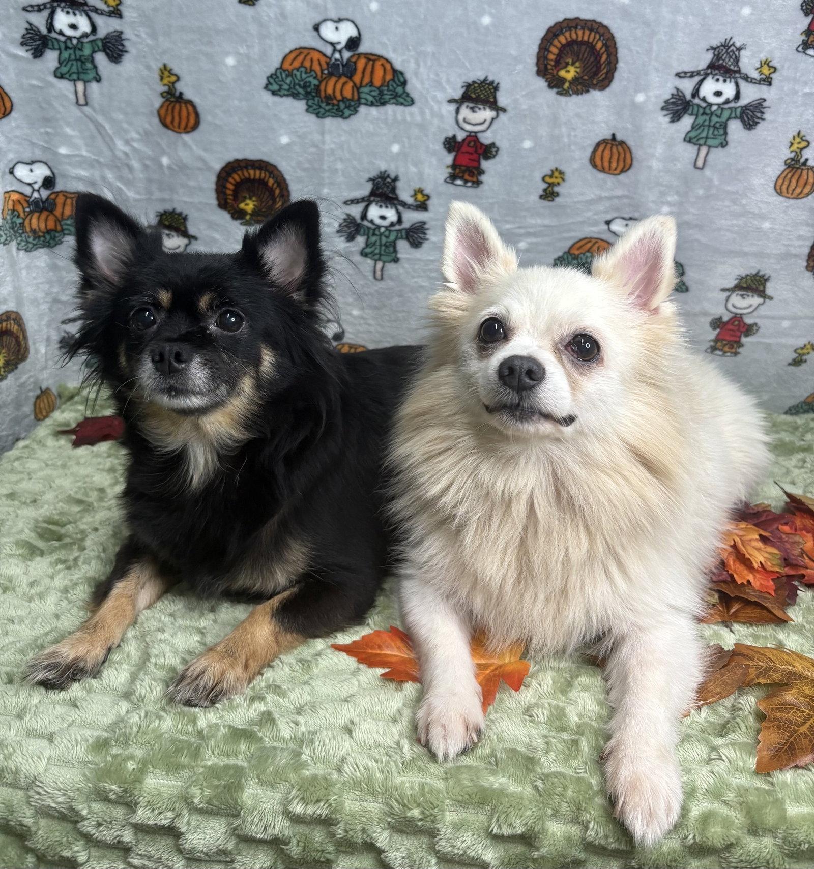 261465 Yoshi & Princess Peach, Adoptable, Adult Male Pomeranian & Chihuahua.