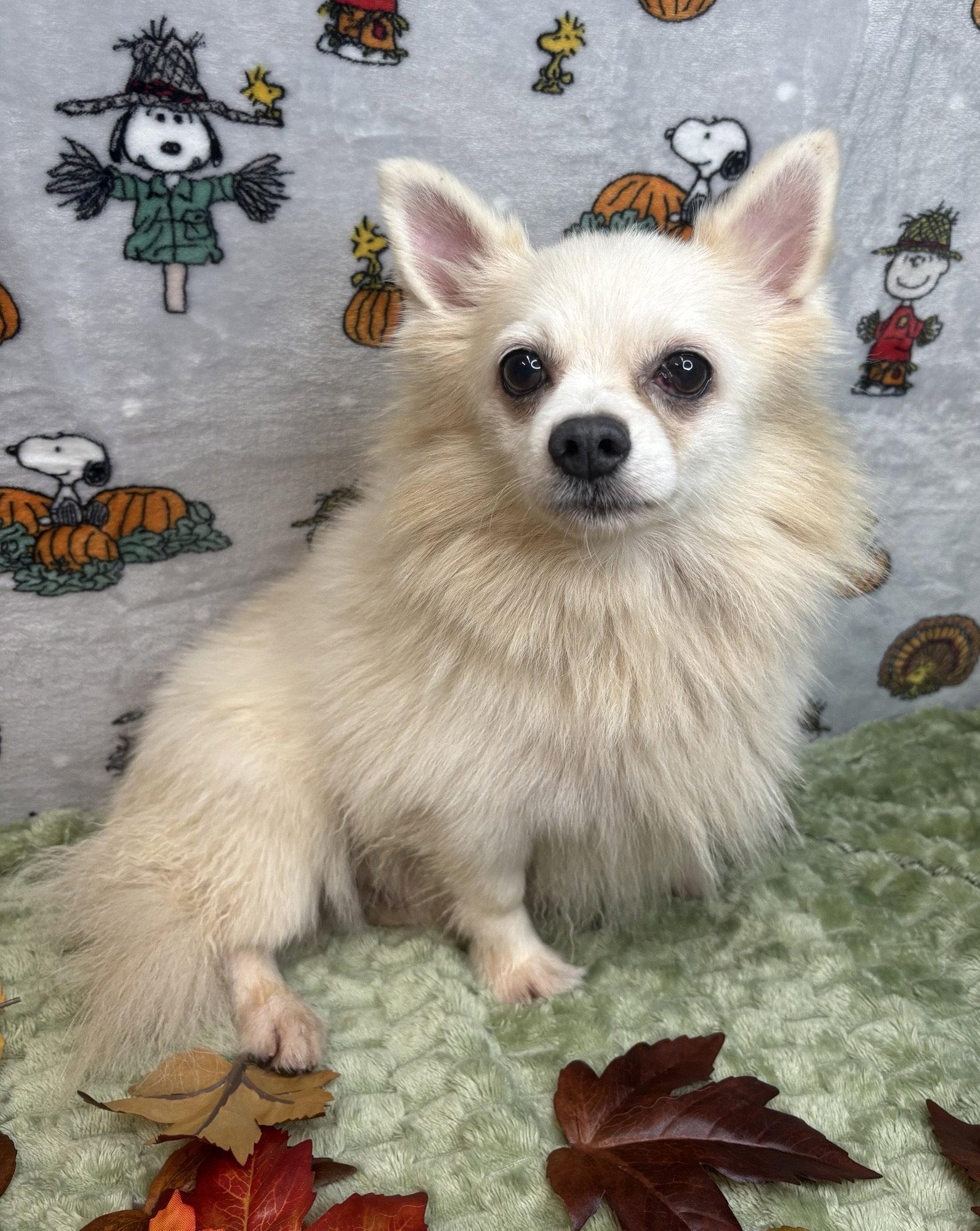 Enlarge 261465  Yoshi & Princess Peach, a Adoptable mixed breed in Wetumpka, AL image 2/3