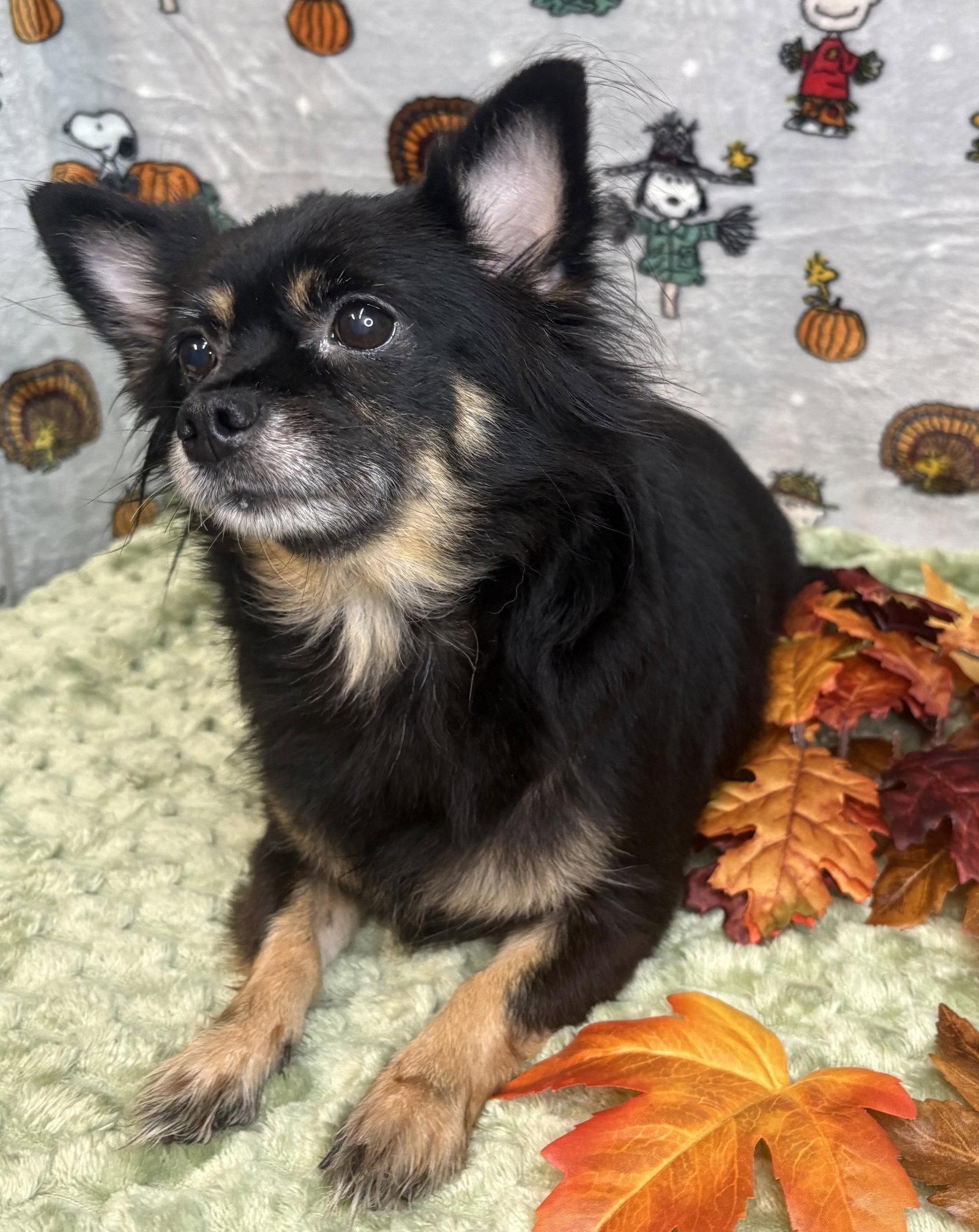 Enlarge 261465  Yoshi & Princess Peach, a Adoptable mixed breed in Wetumpka, AL image 3/3