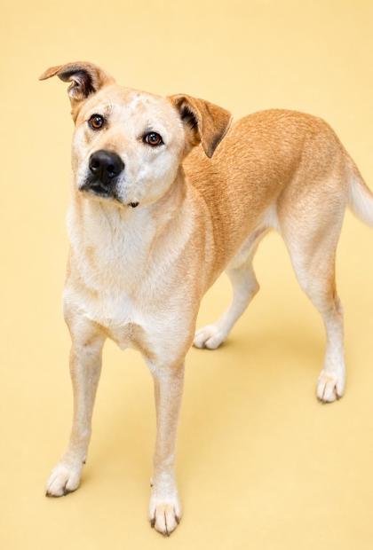 Enlarge Scout, a Adoptable mixed breed in Bowling Green, KY image 1/2