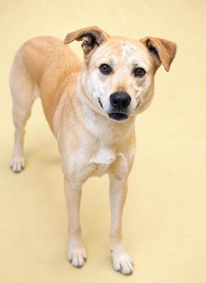 Enlarge Scout, a Adoptable mixed breed in Bowling Green, KY image 2/2