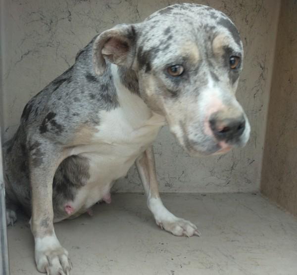 Callie, Adoptable, Adult Female Catahoula Leopard Dog.