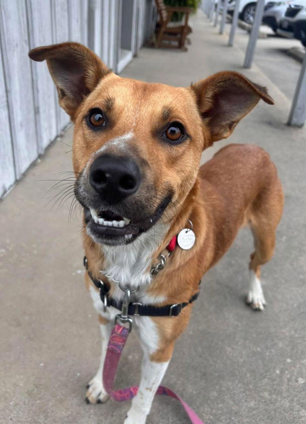 Nelson, a Adoptable mixed breed in Williamsburg, IA image 1/3