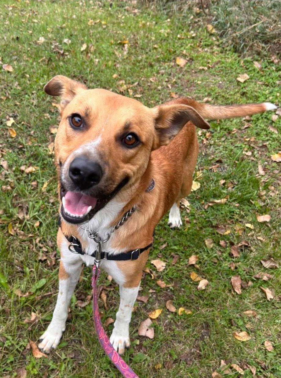 Nelson, a Adoptable mixed breed in Williamsburg, IA image 2/3
