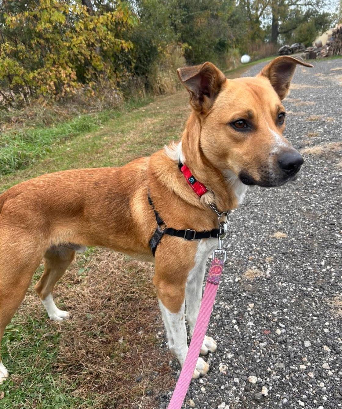 Nelson, a Adoptable mixed breed in Williamsburg, IA image 3/3