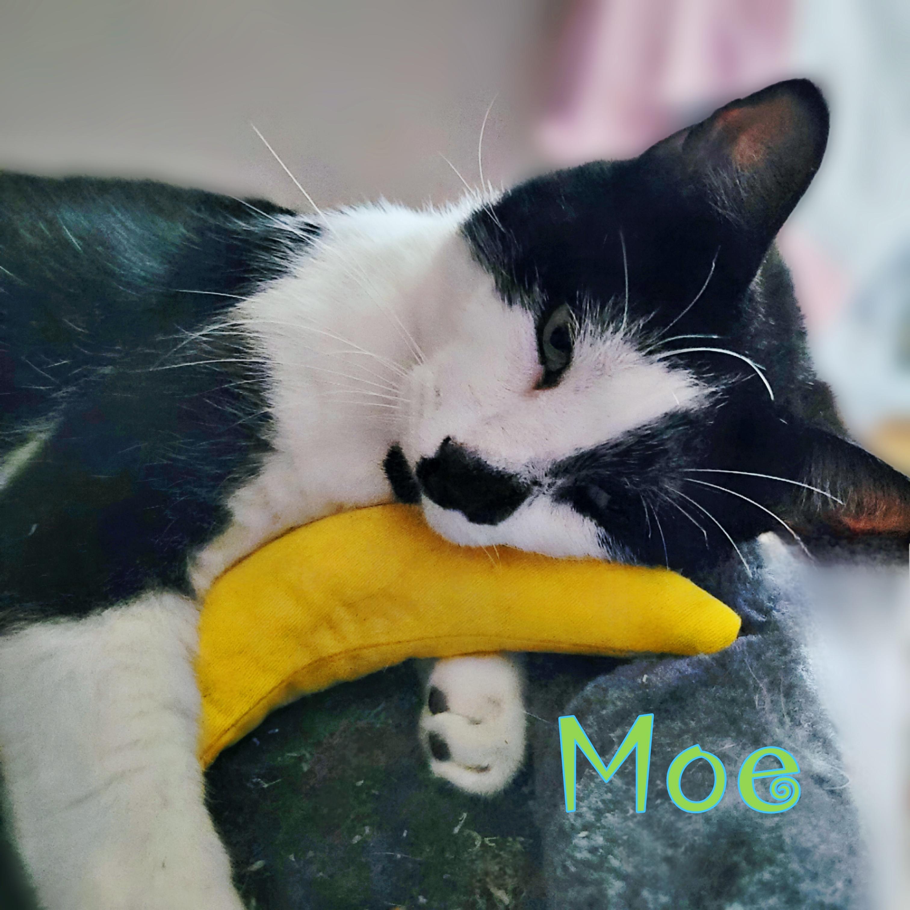 Moe, Adopted, Adult Male Domestic Short Hair.
