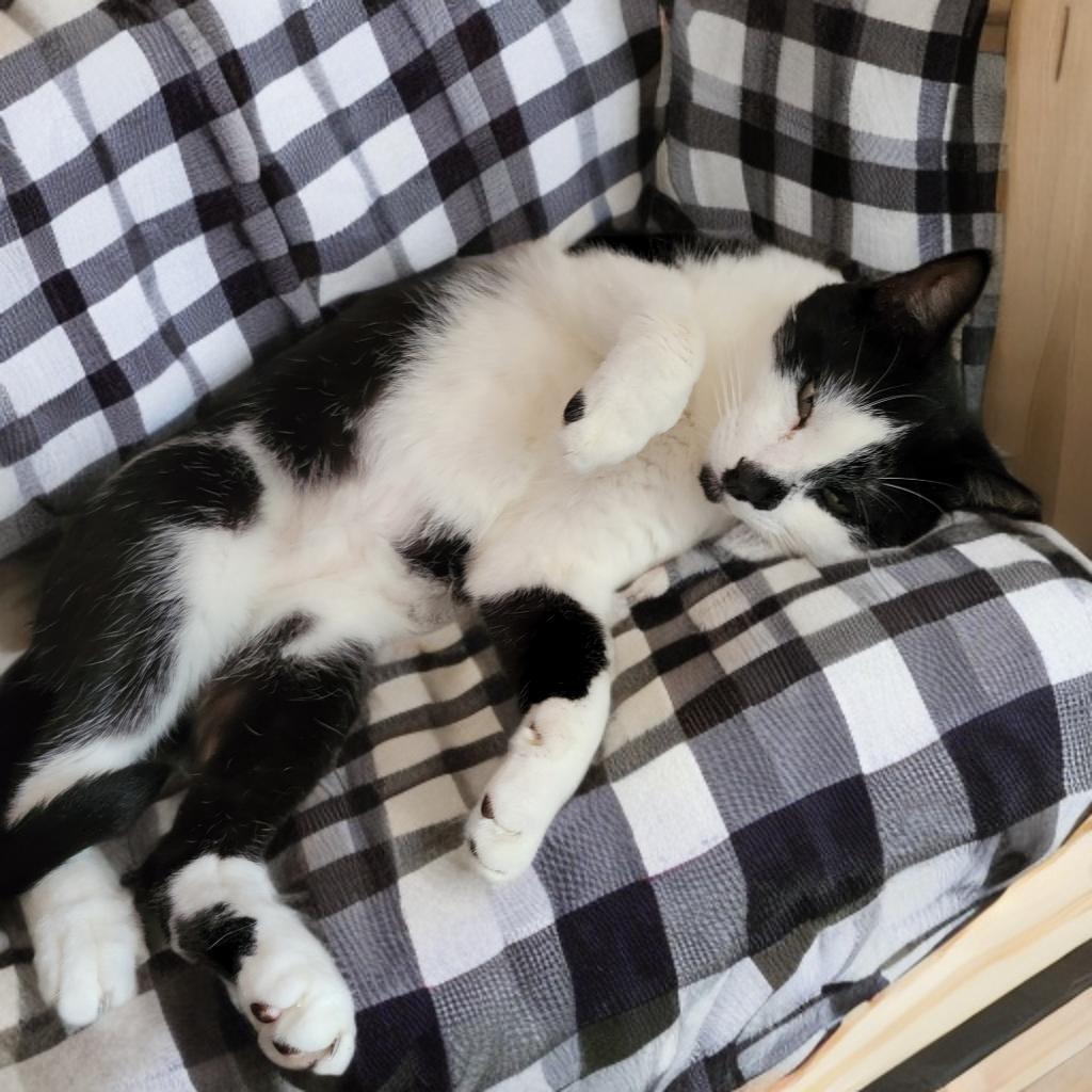 Enlarge Moe, a Adopted Domestic Short Hair in Port Orange, FL image 2/3