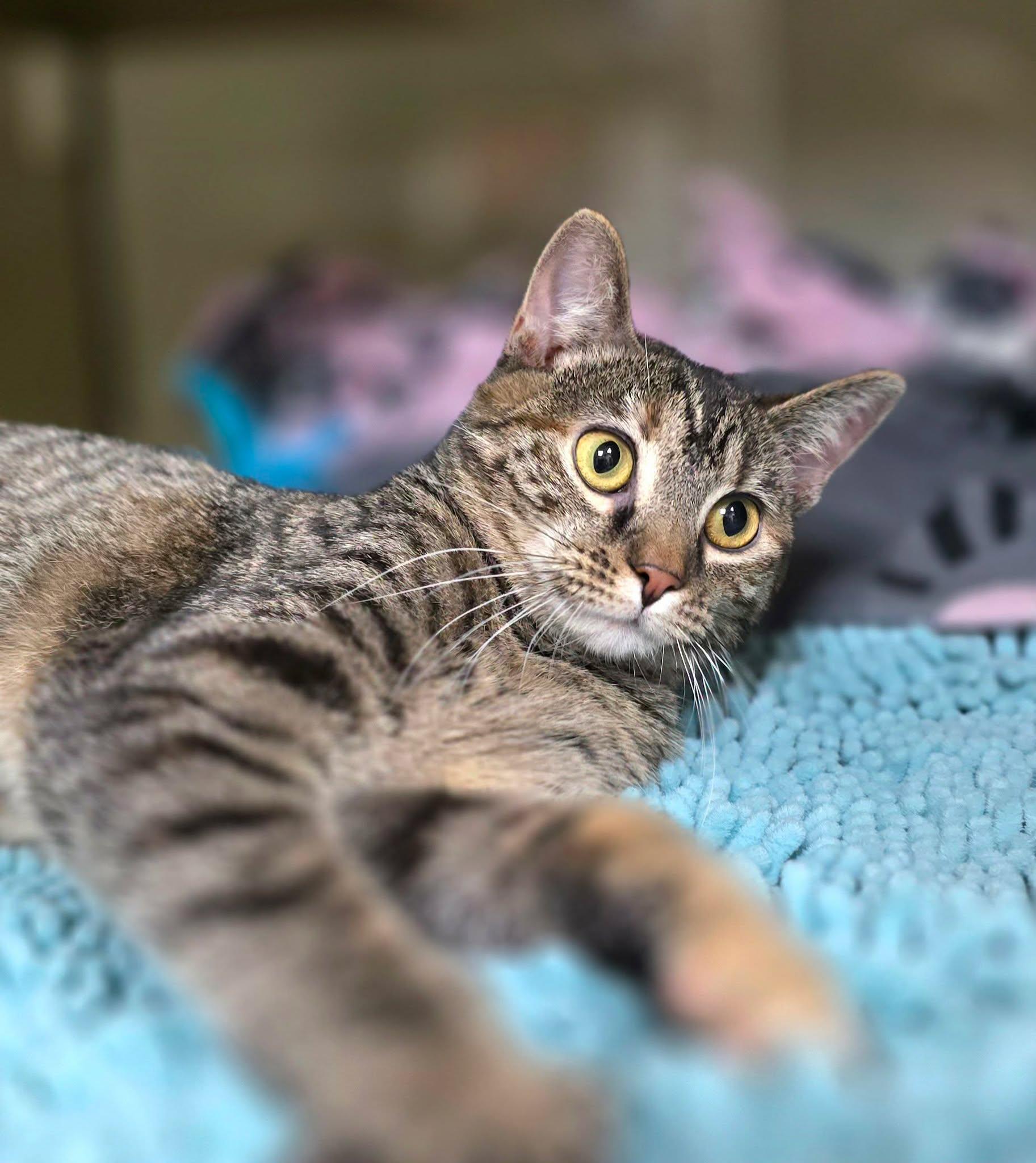 Enlarge Cinnamon, a ADOPTABLE Domestic Short Hair in New Castle, PA image 6/6