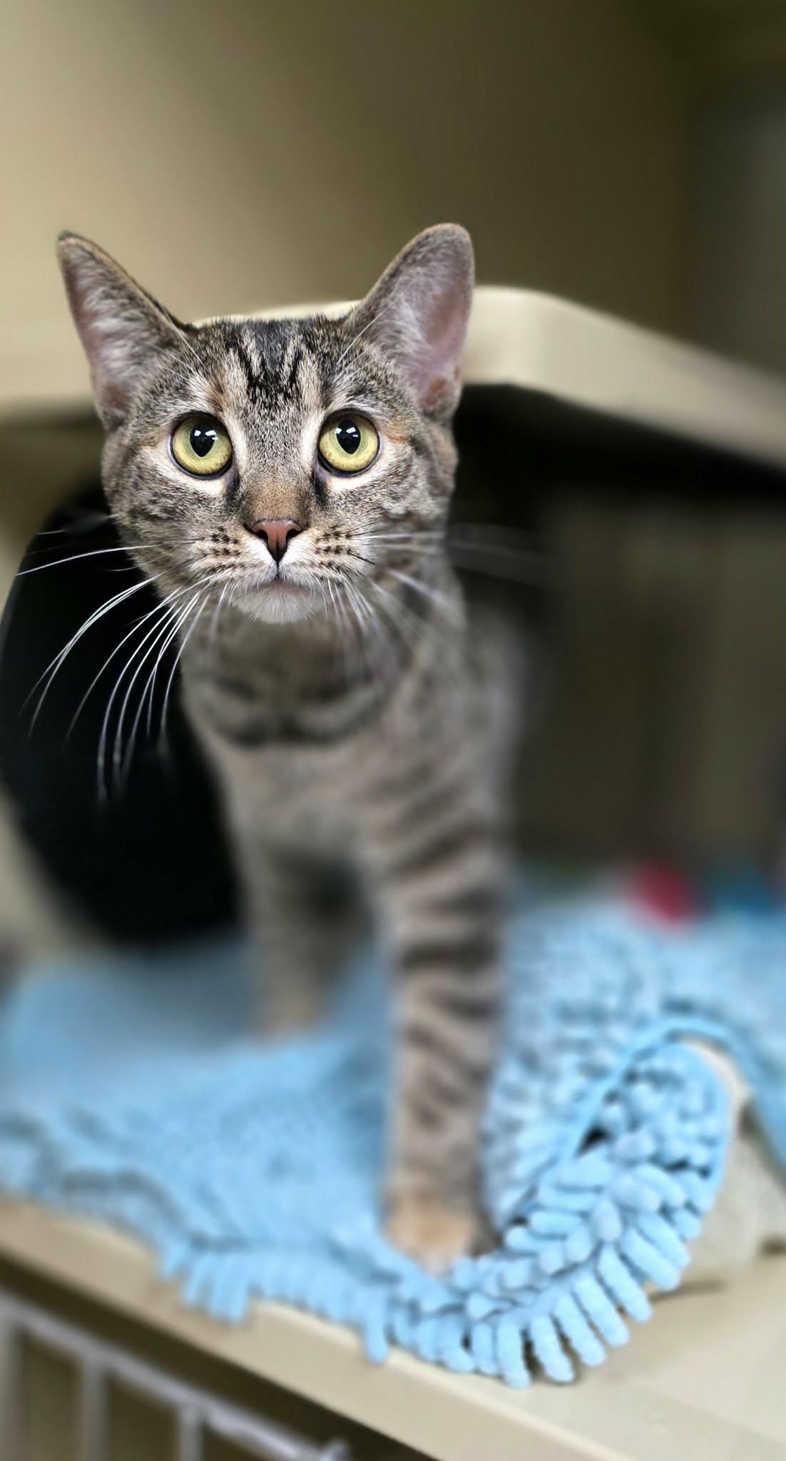 Enlarge Cinnamon, a ADOPTABLE Domestic Short Hair in New Castle, PA image 5/6