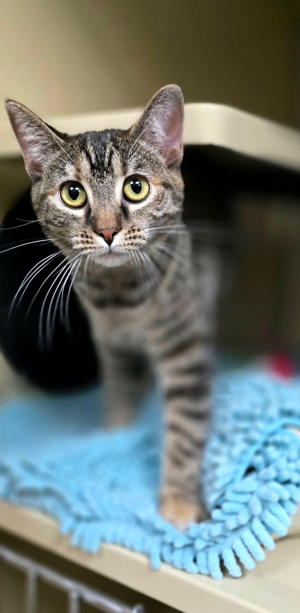 Enlarge Cinnamon, a ADOPTABLE Domestic Short Hair in New Castle, PA image 3/6