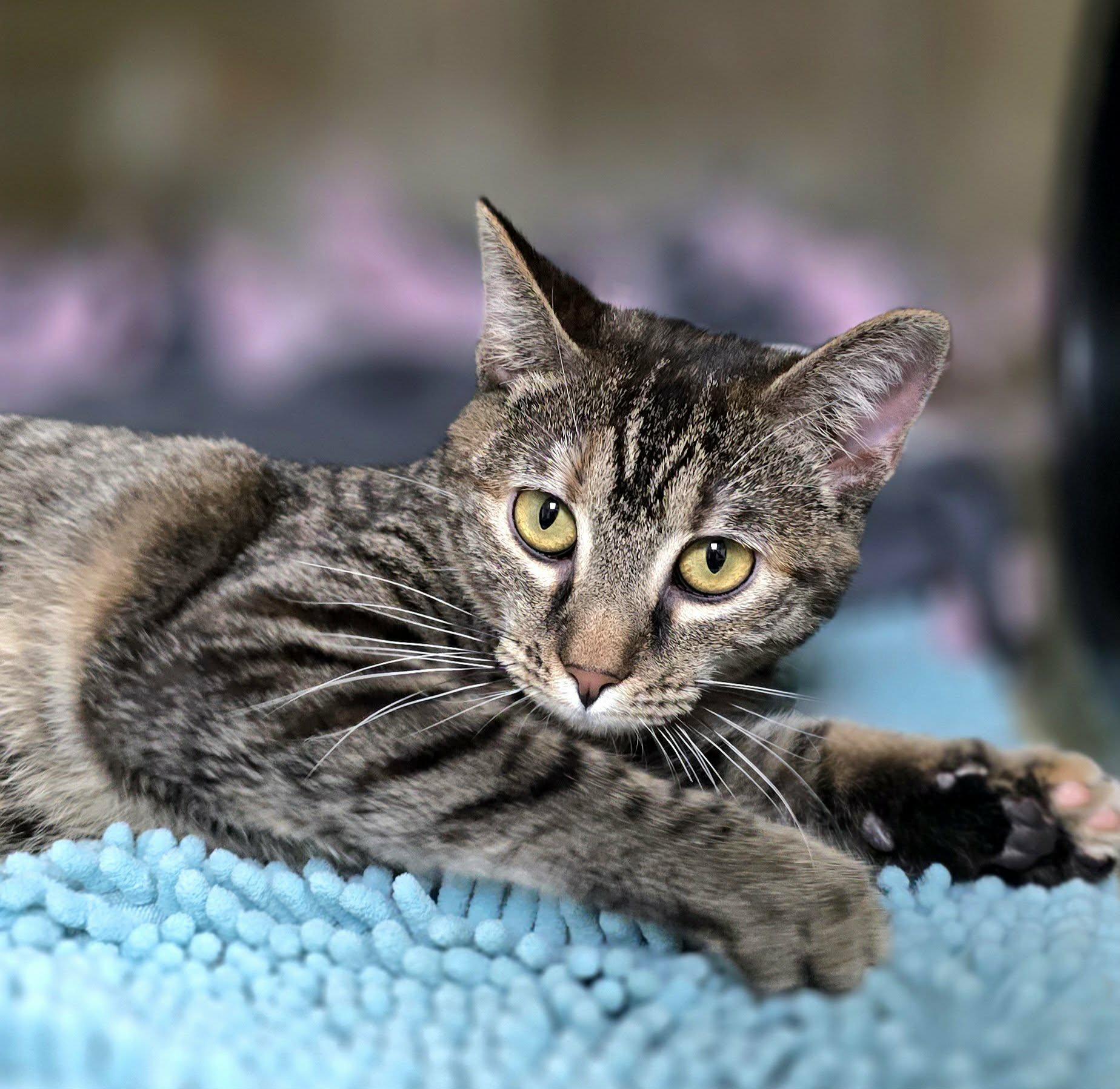 Enlarge Cinnamon, a ADOPTABLE Domestic Short Hair in New Castle, PA image 4/6