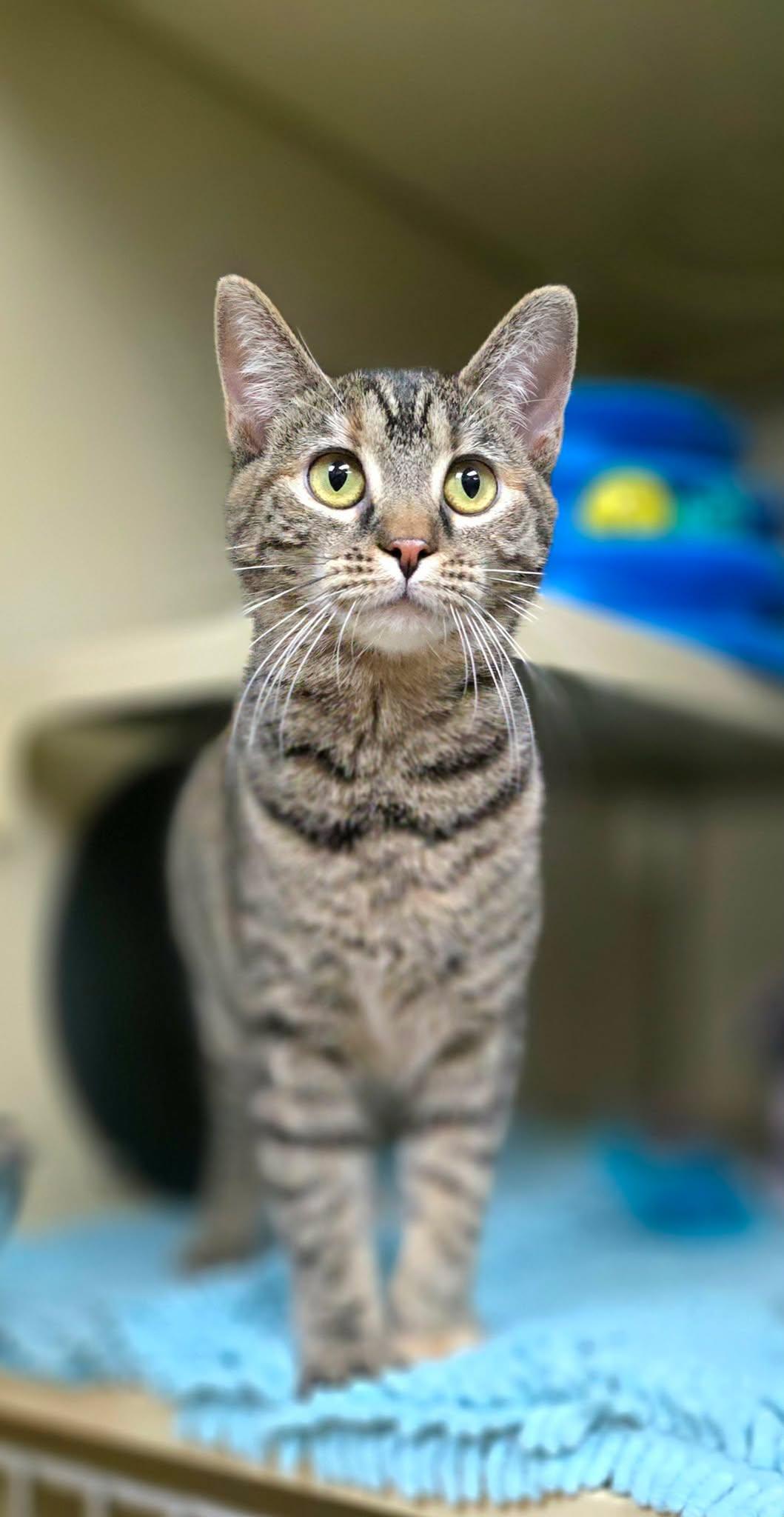 Enlarge Cinnamon, a ADOPTABLE Domestic Short Hair in New Castle, PA image 2/6