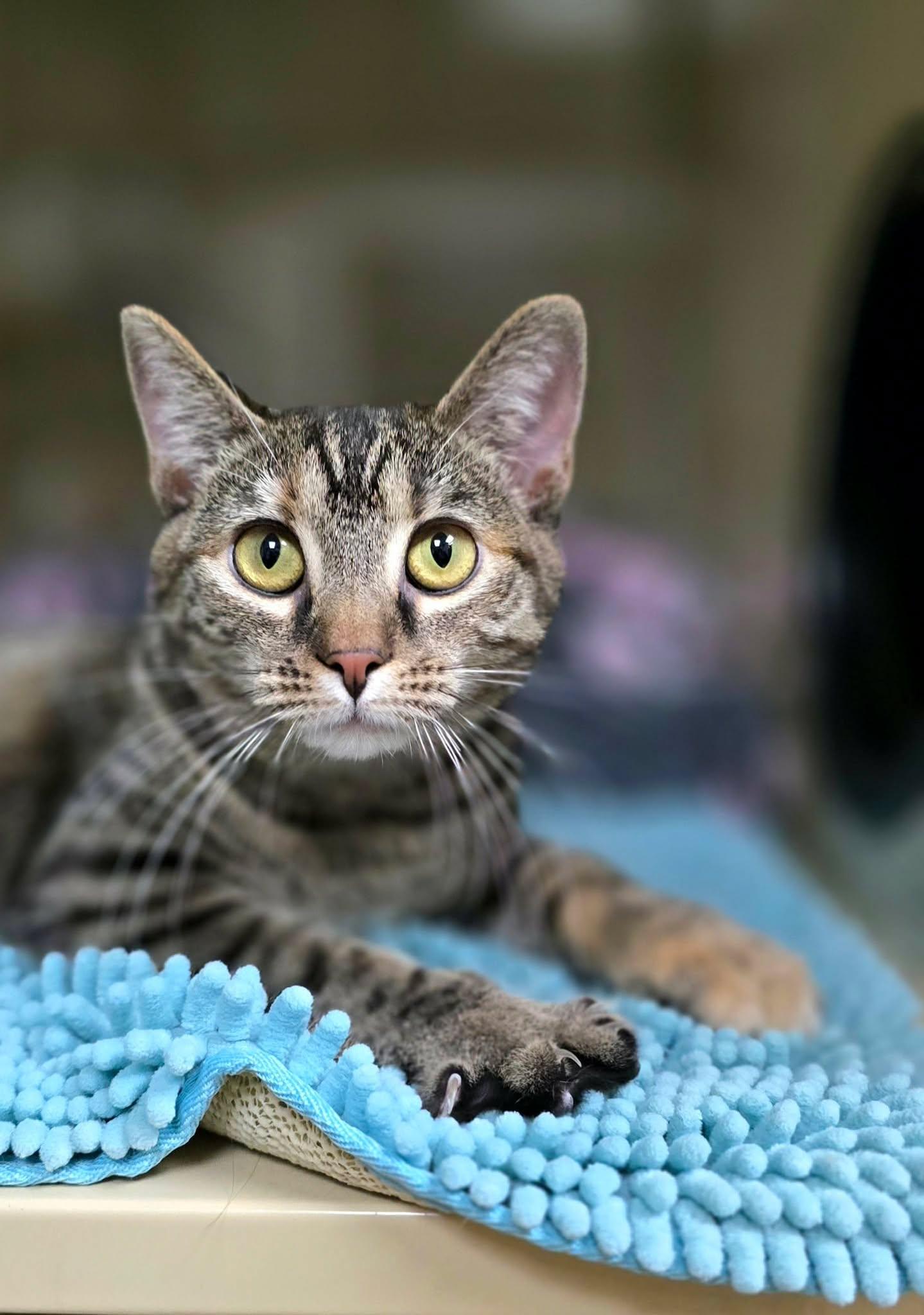 Enlarge Cinnamon, a ADOPTABLE Domestic Short Hair in New Castle, PA image 1/6