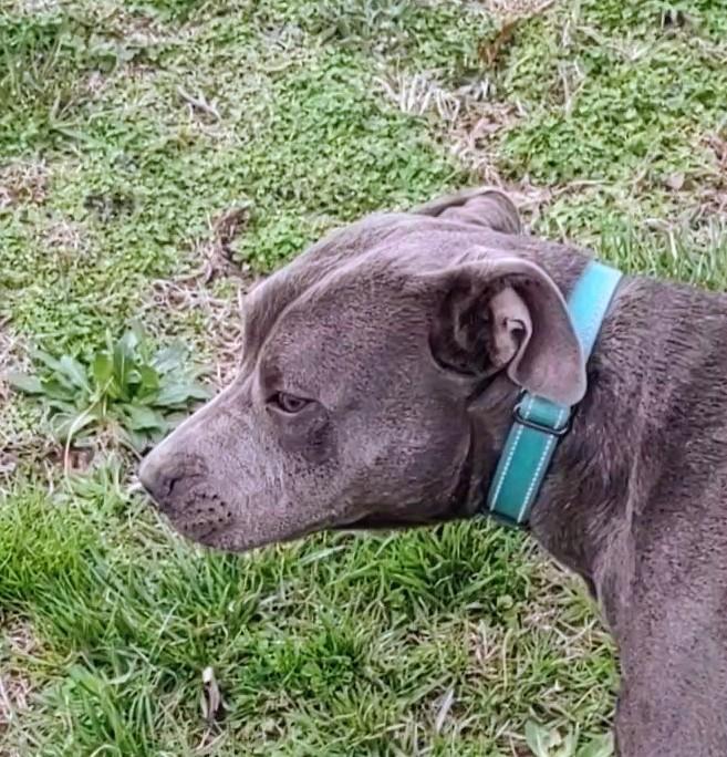 Enlarge Casey, a Adoptable American Staffordshire Terrier in Clay City, KY image 4/6