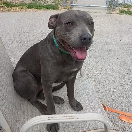 Casey, Adoptable, Young Male American Staffordshire Terrier.