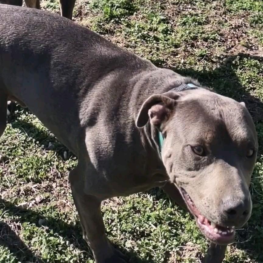 Enlarge Casey, a Adoptable American Staffordshire Terrier in Clay City, KY image 5/6