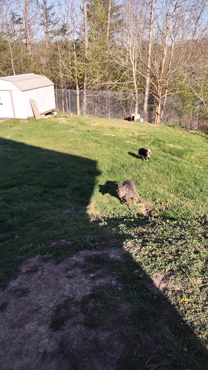 Enlarge Casey, a Adoptable American Staffordshire Terrier in Clay City, KY video 6/6