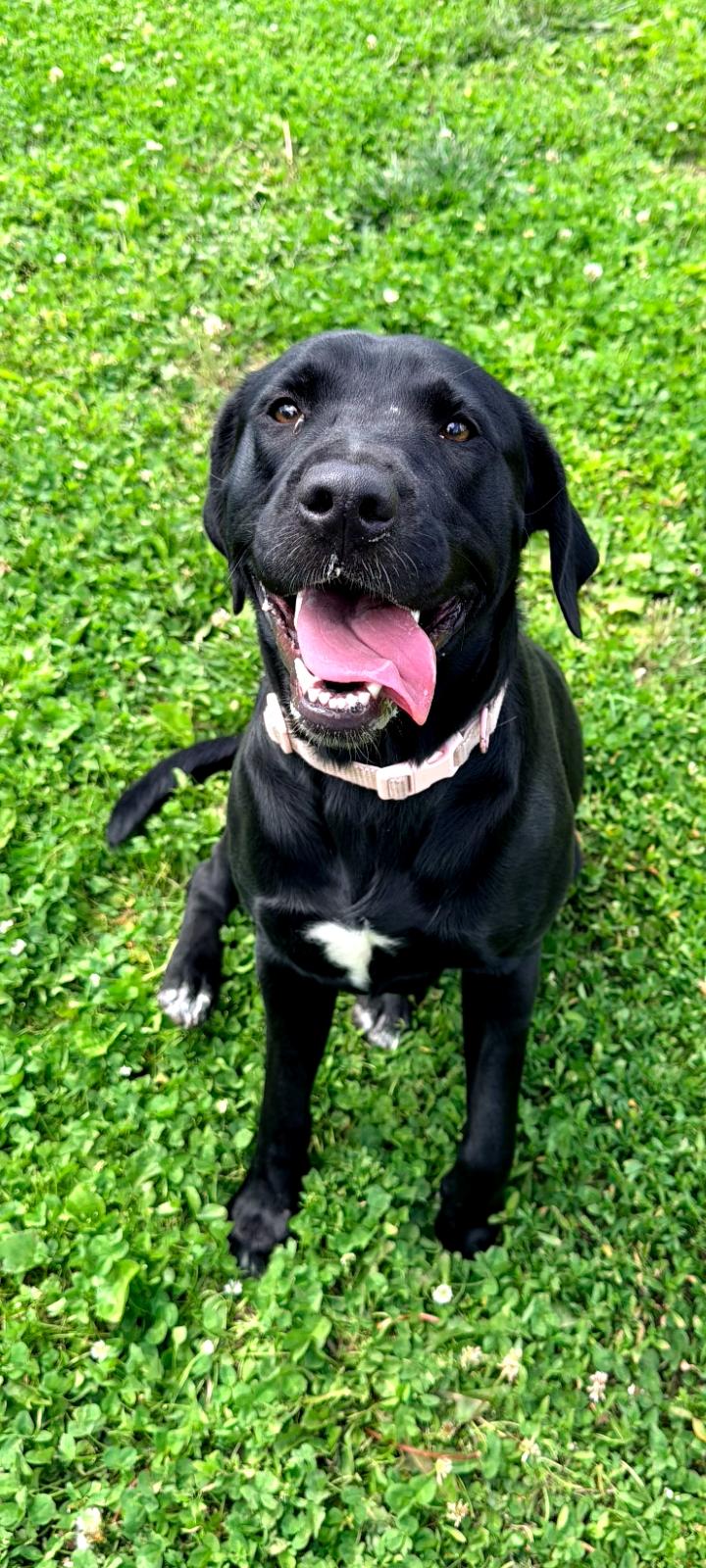 Enlarge Lola, a ADOPTABLE mixed breed in Fort Leavenworth, KS image 1/1