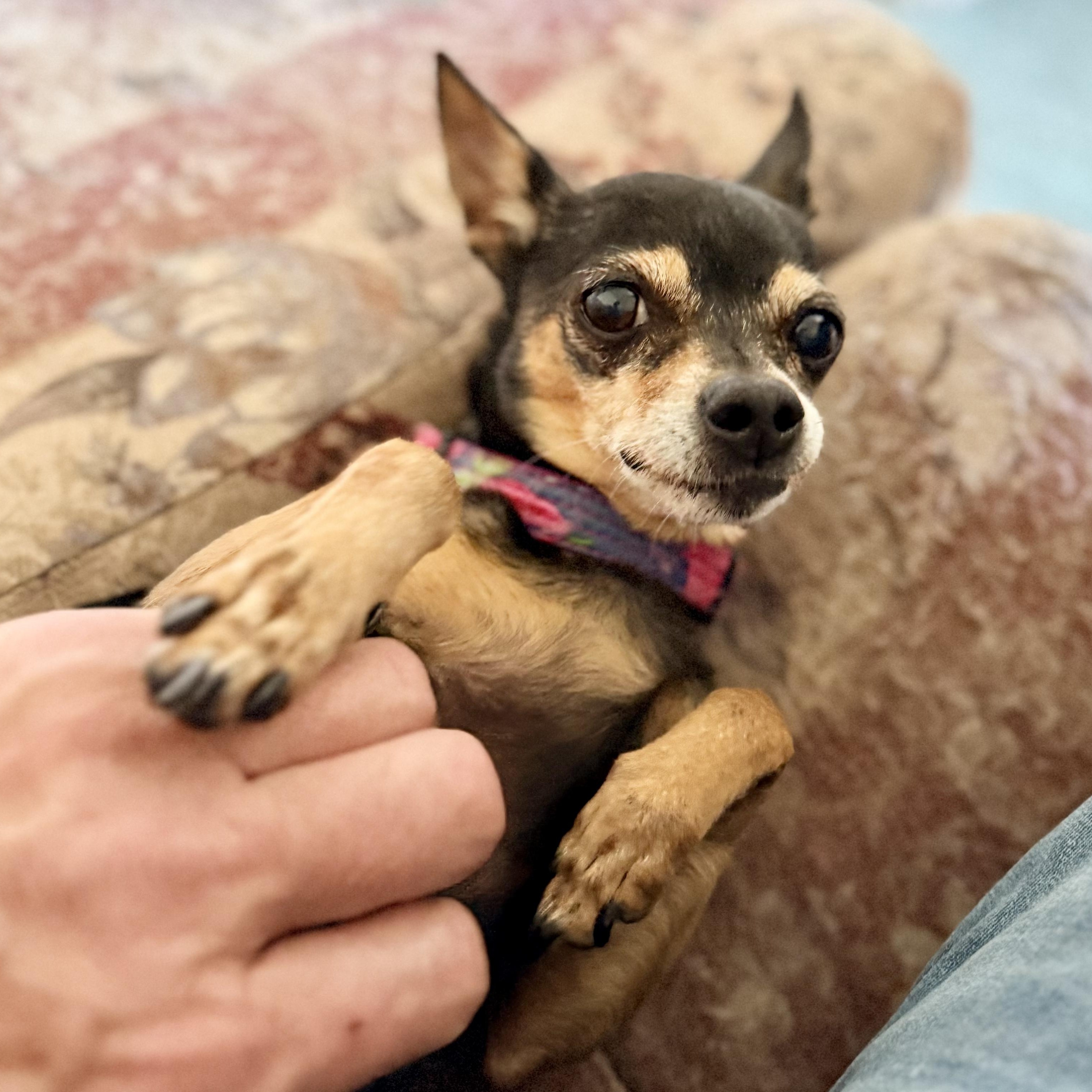 Enlarge QUINN, a ADOPTABLE Chihuahua in Ridgeland, SC image 4/6