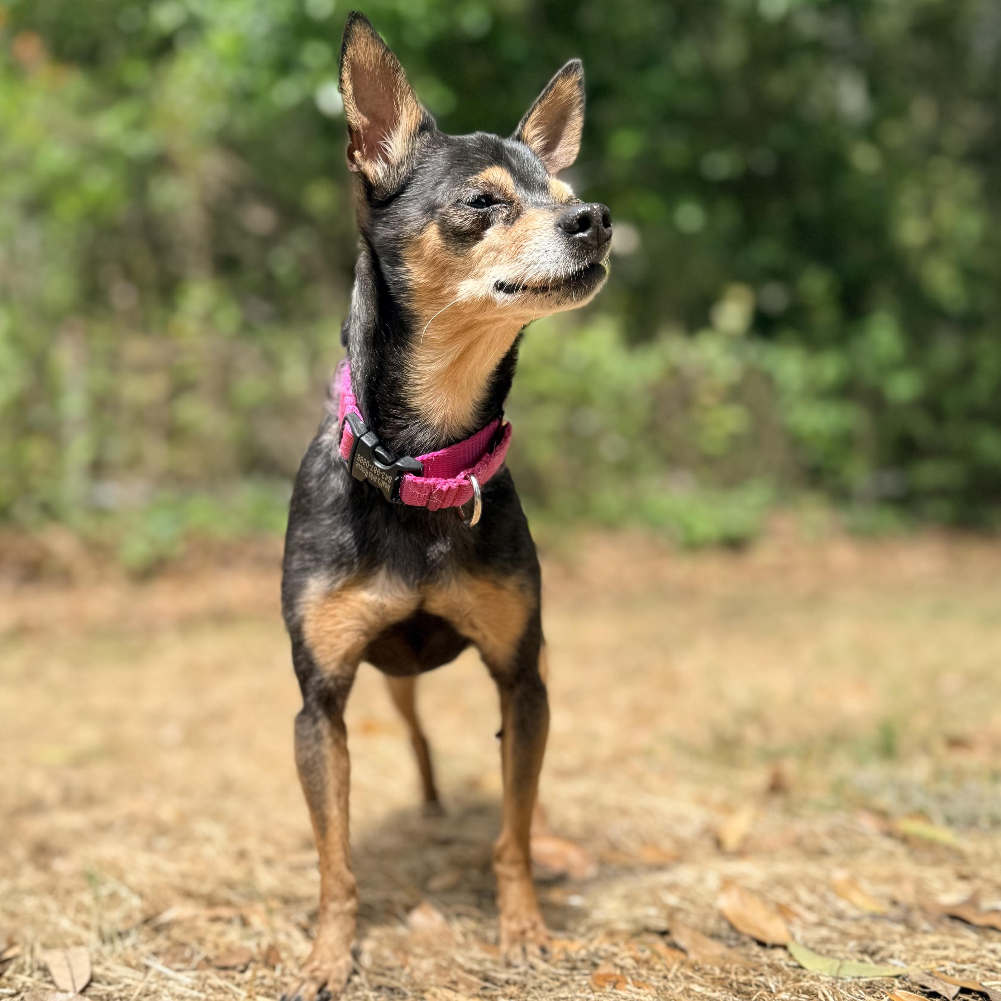 Enlarge QUINN, a ADOPTABLE Chihuahua in Ridgeland, SC image 3/6