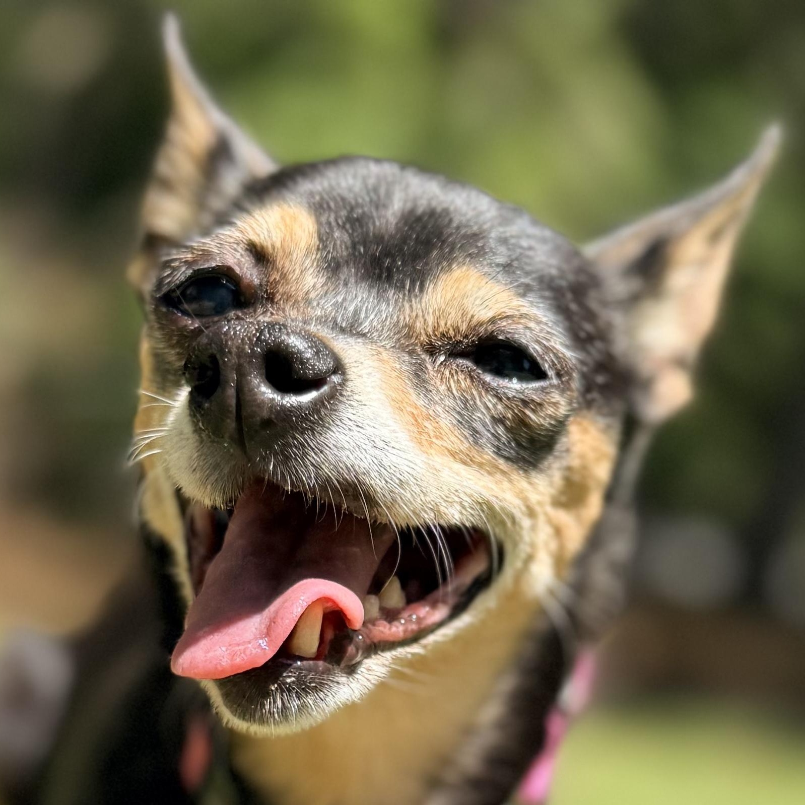 Enlarge QUINN, a ADOPTABLE Chihuahua in Ridgeland, SC image 1/6