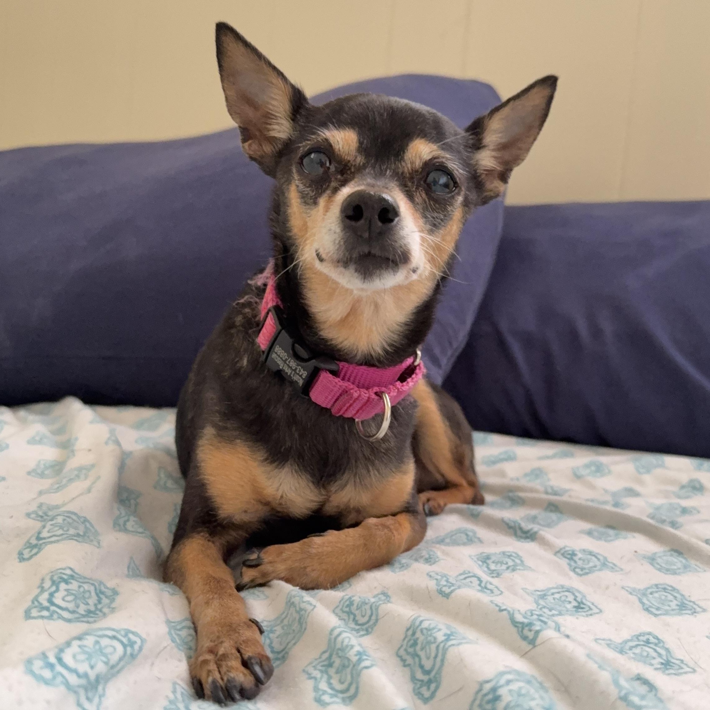 Enlarge QUINN, a ADOPTABLE Chihuahua in Ridgeland, SC image 6/6