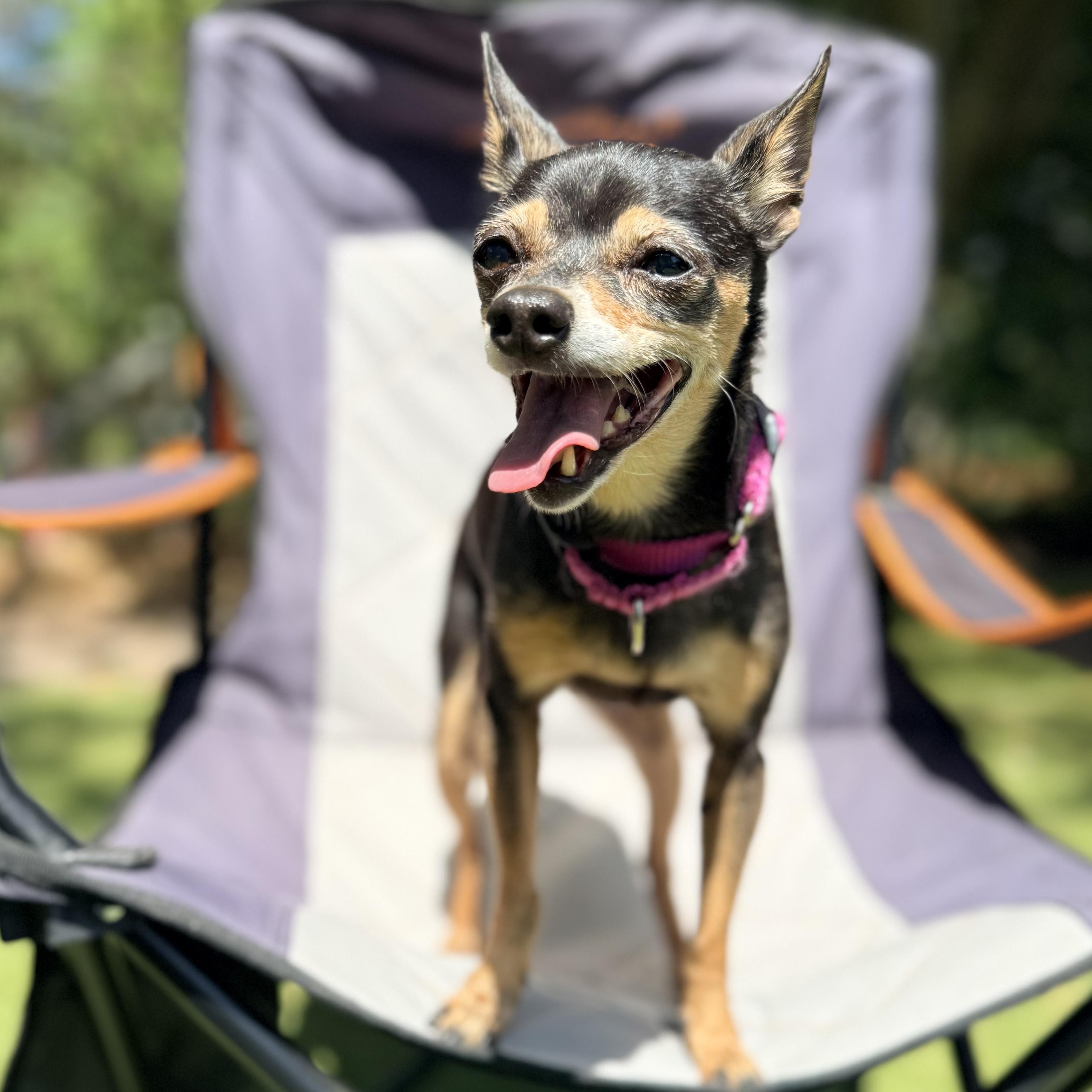 Enlarge QUINN, a ADOPTABLE Chihuahua in Ridgeland, SC image 5/6