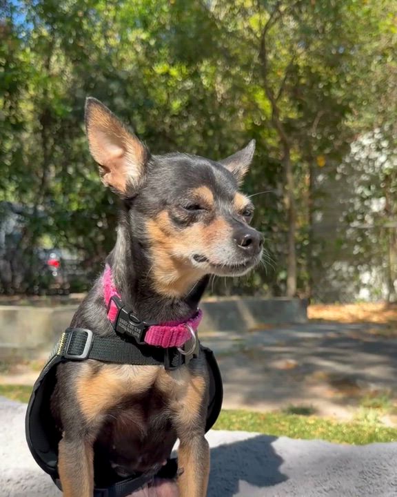 Enlarge QUINN, a ADOPTABLE Chihuahua in Ridgeland, SC video 2/6