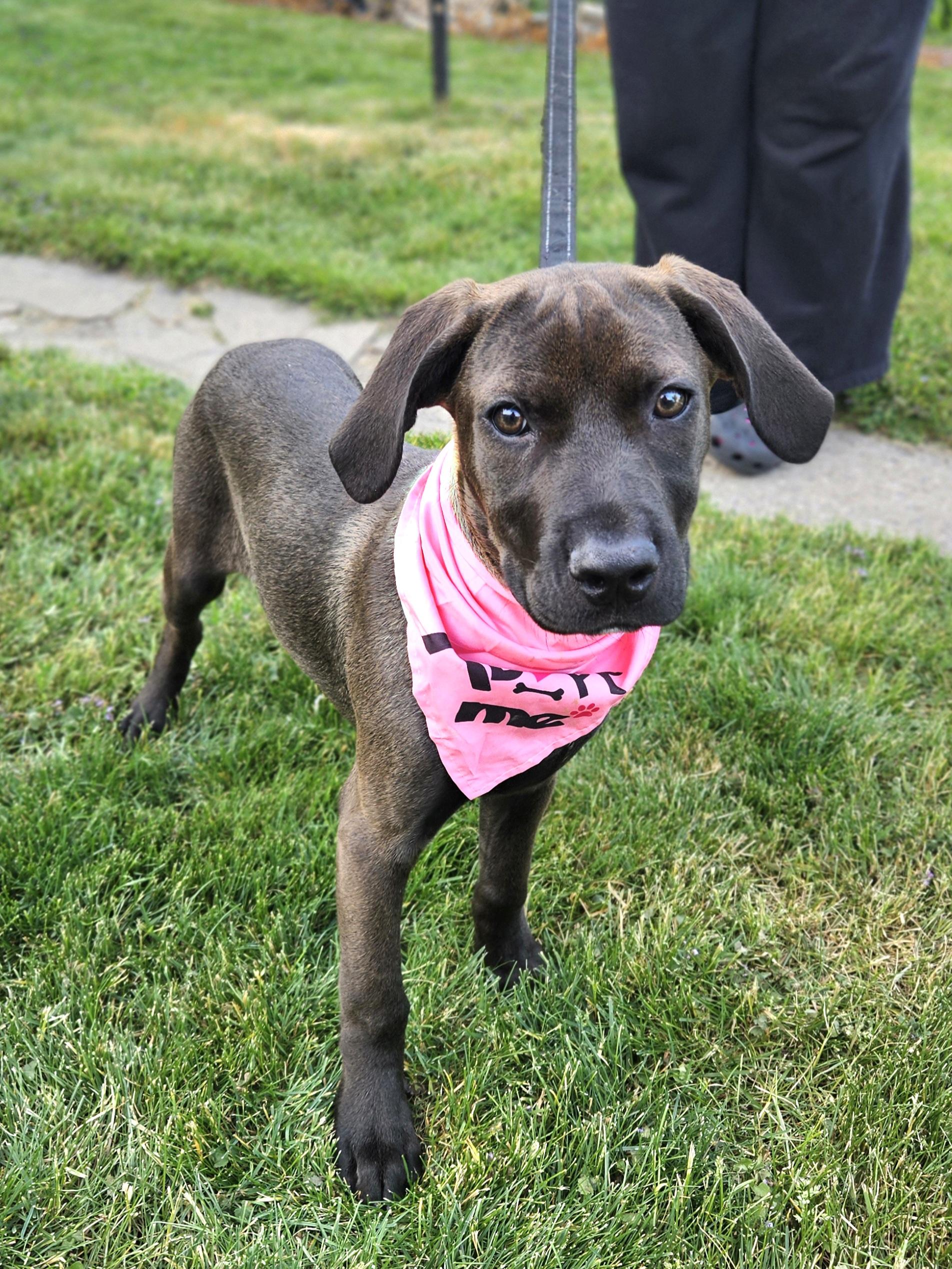 Enlarge JOY 425, an adopted mixed breed in Milwaukee, WI image 5/6