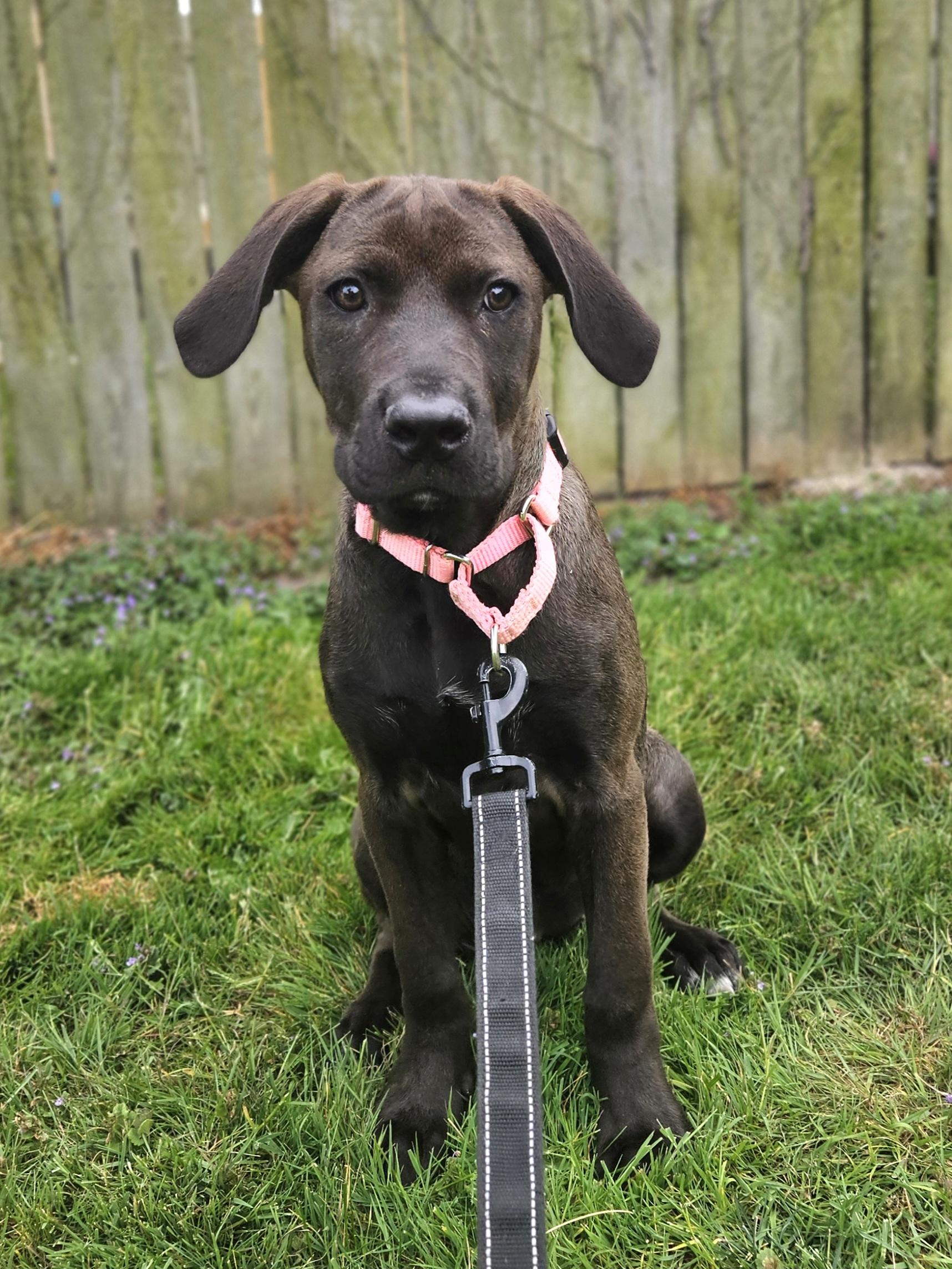 JOY 425, adopted, Young Female Labrador Retriever.
